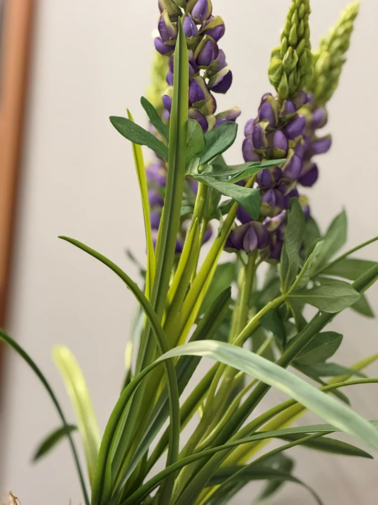 Flores de lupino sobre parede clara